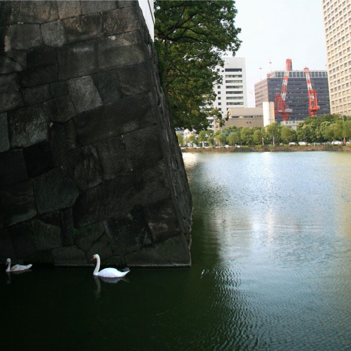 2 Swans, 2 Cranes, 40 x 40cm